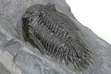 Bumpy Kayserops Trilobite - Bou Lachrhal, Morocco #230513-4